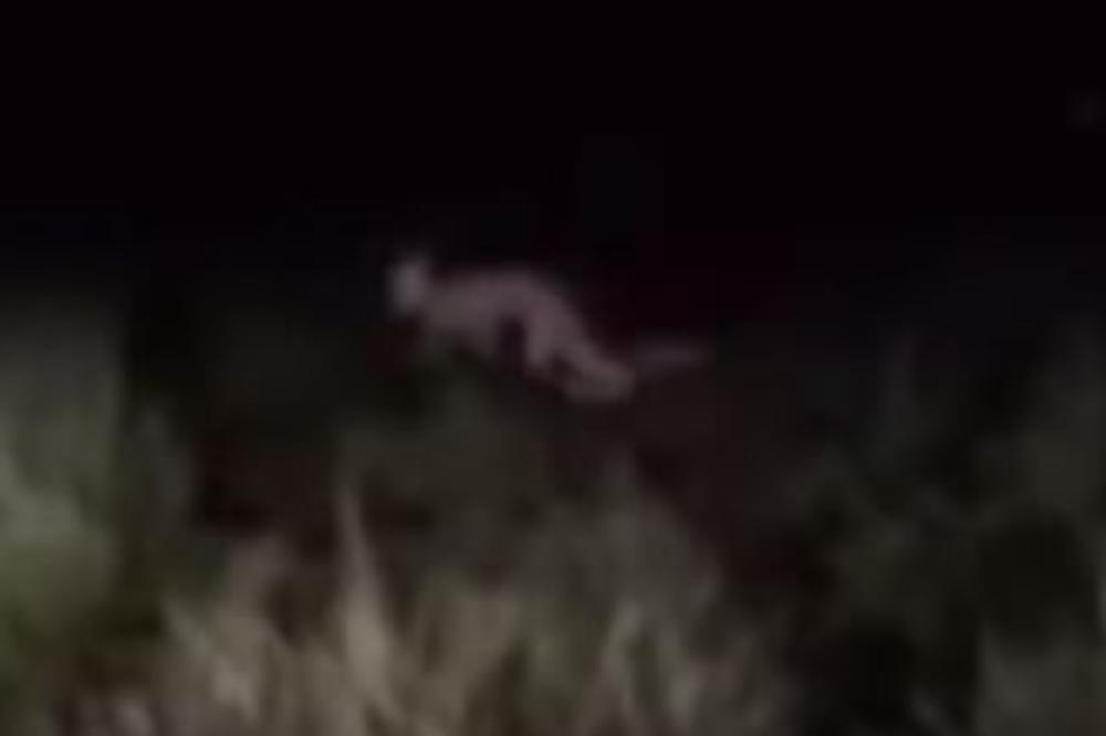 Pet misterioznih stvorenja uhvaćenih kamerom! (VIDEO)