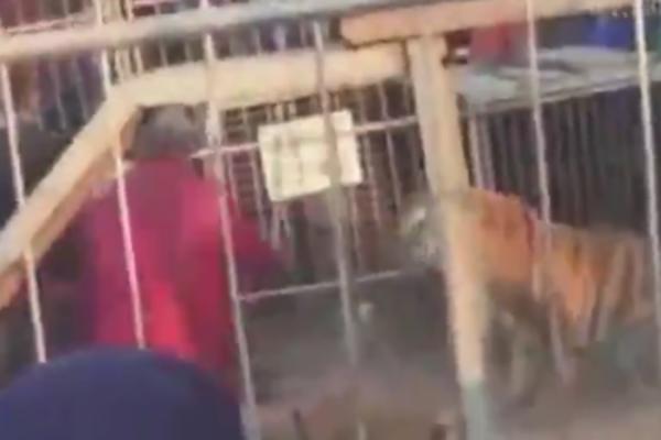 STOTINE LJUDI POSMATRALO JE TIGRA U KAVEZU: A onda je on uspeo da se oslobodi i krenuo je NA PUBLIKU! (VIDEO)