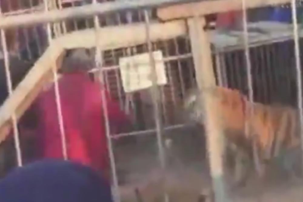 STOTINE LJUDI POSMATRALO JE TIGRA U KAVEZU: A onda je on uspeo da se oslobodi i krenuo je NA PUBLIKU! (VIDEO)