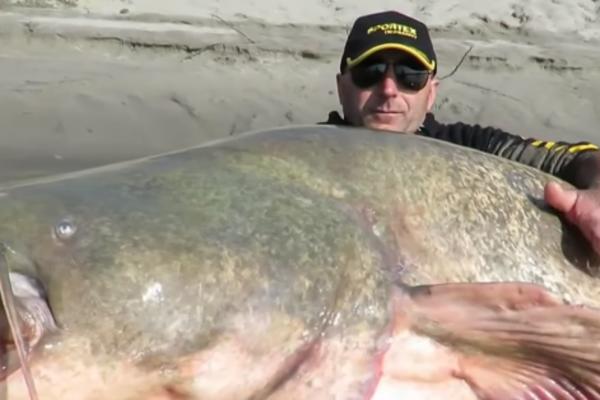 NAJVEĆI SOM IKAD UPECAN KRIO JE NEVEROVATNU TAJNU: U njegovoj utrobi pronađeni su ljudski ostaci, kada se saznalo čiji su svi su bili u ŠOKU! (VIDEO)