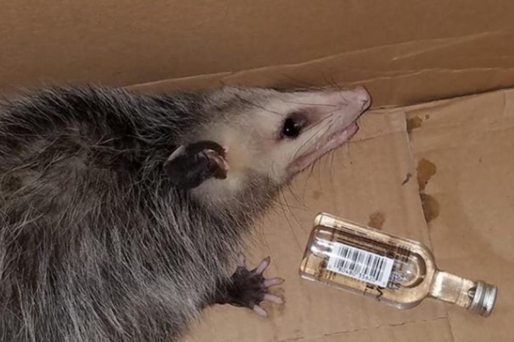 OVAKO IZGLEDA PIJANI OPOSUM: Životinja je provalila u radnju sa alkoholom i završila na trežnjenju! (FOTO)