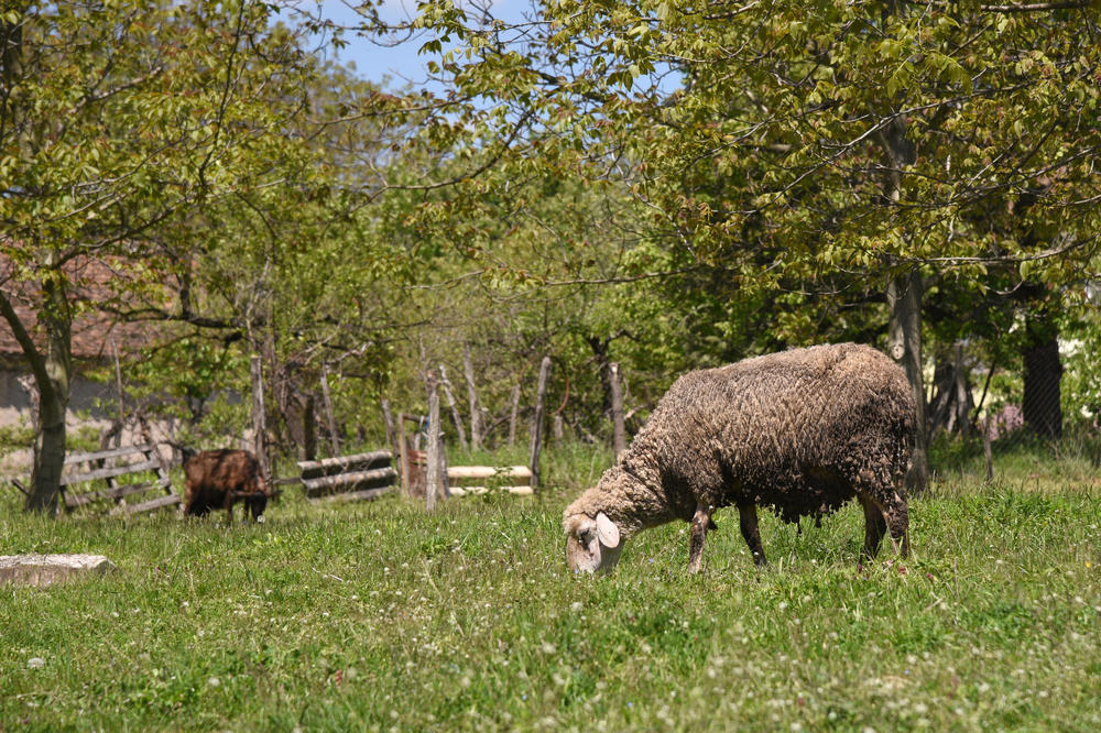 SVI BEŽE IZ OVOG SELA, ALI NEMANJA JE ODLUČIO DA OSTANE: Njegova priča rastopiće vam srce!