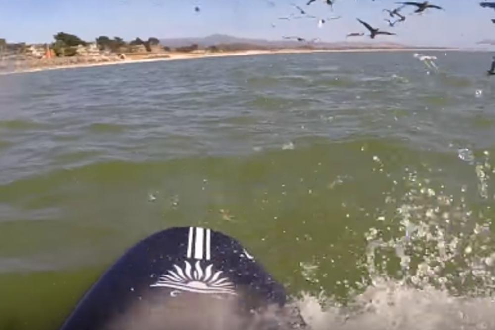 VESLALA JE NA DASCI U ZALIVU: A onda je tik pored nje izronila OGROMNA MORSKA NEMAN! (VIDEO)