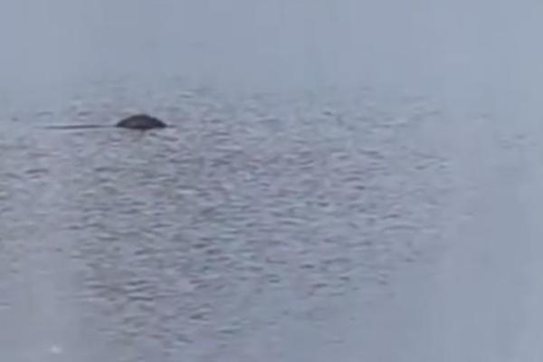 MISTERIOZNO STVORENJE  SNIMLJENO U SRPSKOM JEZERU: Šta se ovo vidi na snimku, kakvo je ovo čudo? (VIDEO)