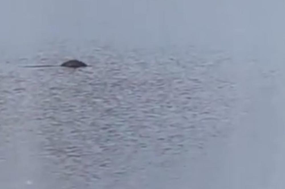 MISTERIOZNO STVORENJE  SNIMLJENO U SRPSKOM JEZERU: Šta se ovo vidi na snimku, kakvo je ovo čudo? (VIDEO)