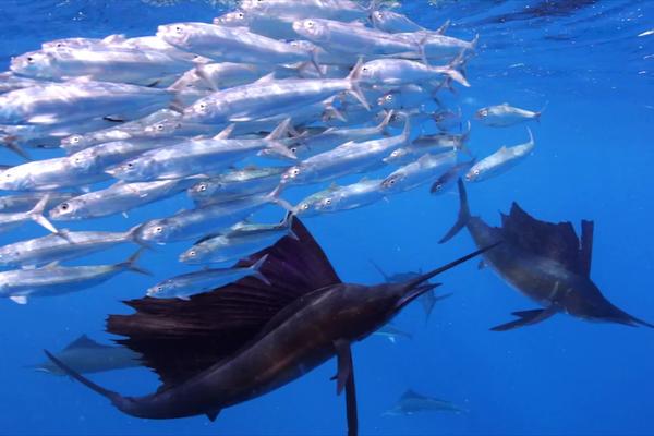 MEĐUNARODNI FESTIVAL PODVODNOG FILMA: Jedinstvena prilika da zavirite u podvodni svet (FOTO)