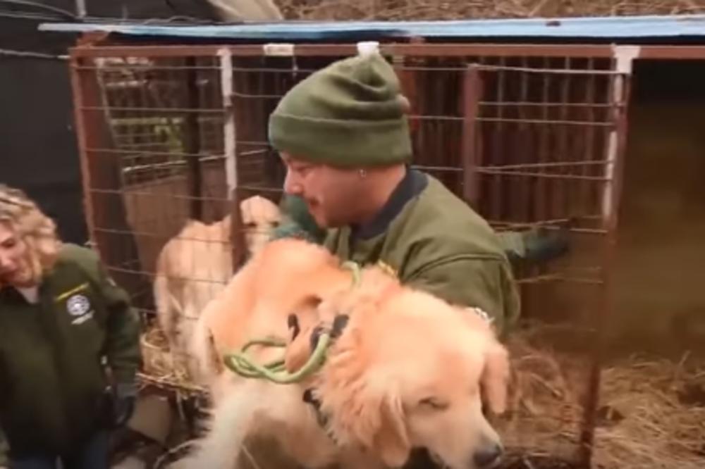 HTELI SU DA IH UBIJU STRUJOM PA DA IH POJEDU: Spaseno 170 pasa sa farme u Južnoj Koreji! (VIDEO)