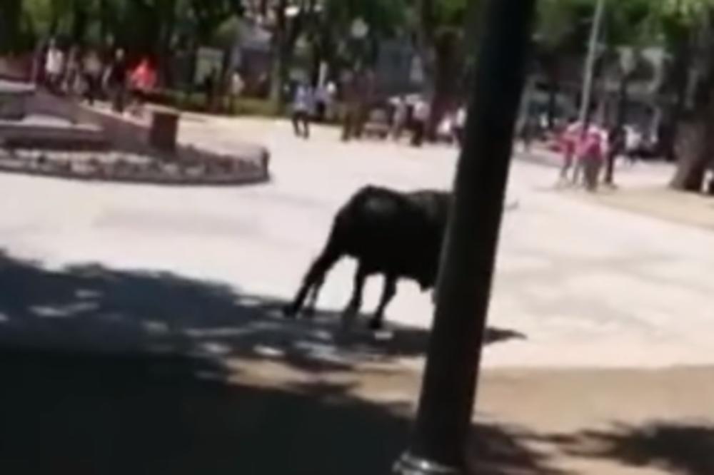 BESNI BIK POBEGAO JE SA KORIDE I JURIO ULICAMA: Kada je nasrnuo na devojčicu u kolicima, usledilo je ČUDO! (VIDEO)