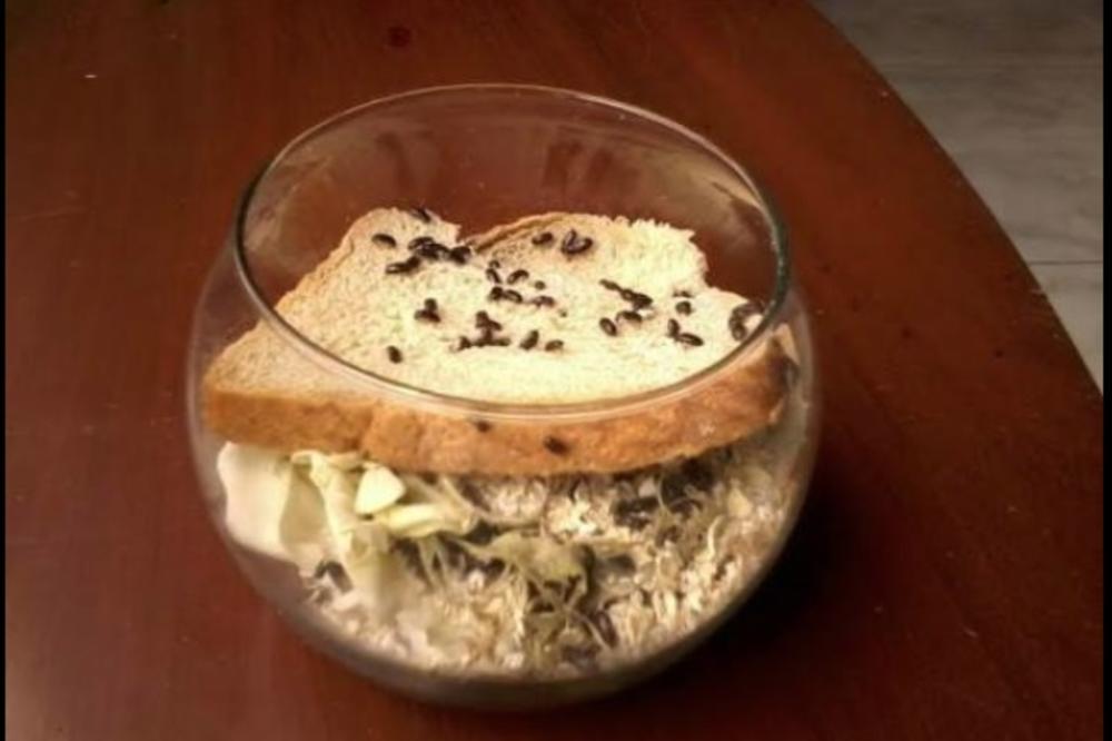 BUBE KOJE LEČE RAK? Javili smo se na najneobičniji oglas u Srbiji! Evo šta STOJI IZA OVE PRIČE (FOTO)