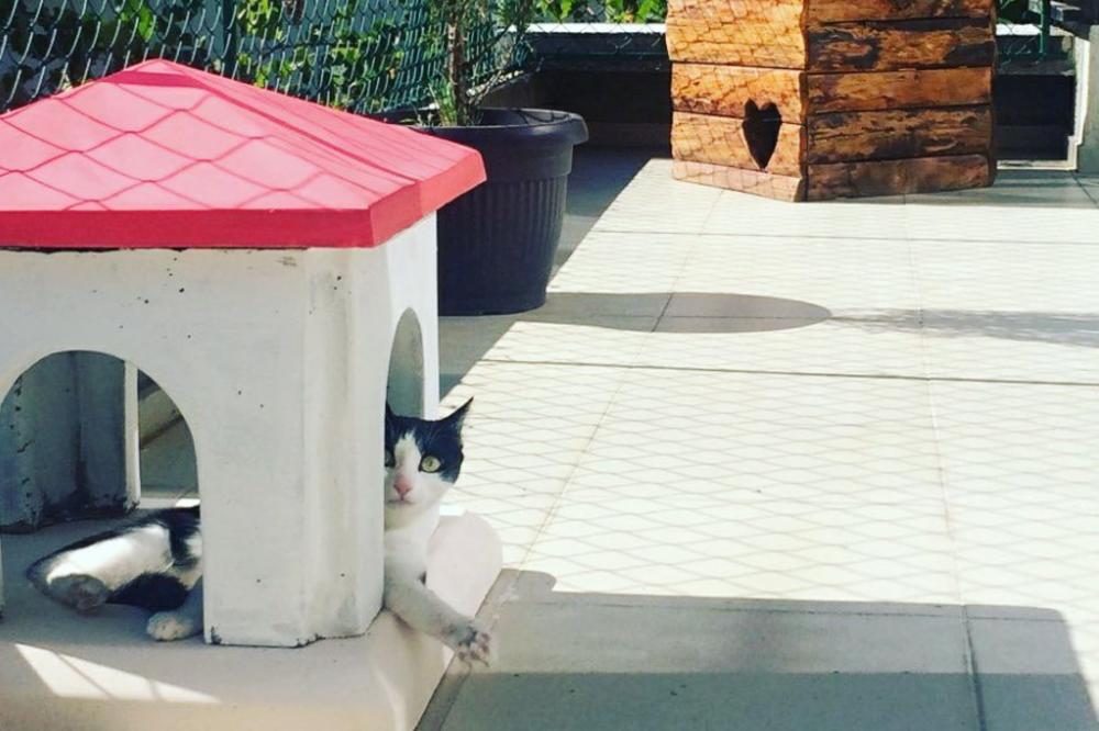 IMAJU BIFE, PARK, STANOVE...Kako izgleda HOTEL ZA MAČKE U BEOGRADU?(FOTO)