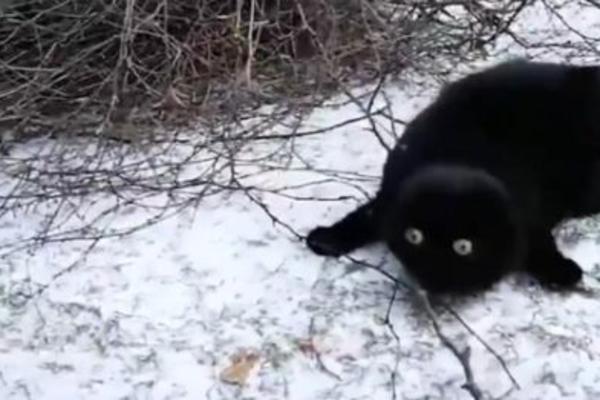 ŠTA JE BRE OVO BELO? Mačka koja je prvi put u životu videla sneg OSVOJILA SVET! (VIDEO)