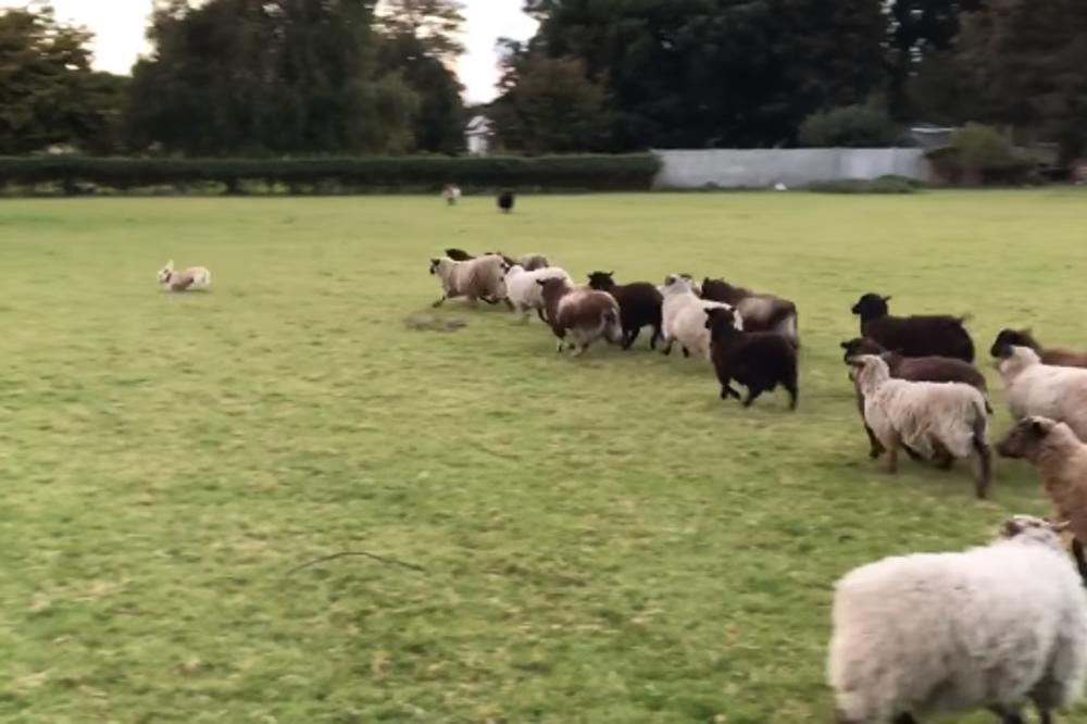 OVO JE NAJGORI OVČARSKI PAS NA SVETU: Mališa je tragično netalentovan, umrećete od smeha! (VIDEO)