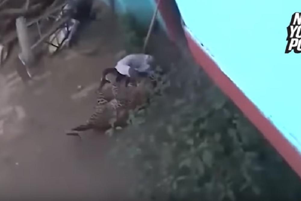 KAKVA BORBA! Leopard napao starca, a onda ga je ovaj savladao, I TO GOLIM RUKAMA! (VIDEO)