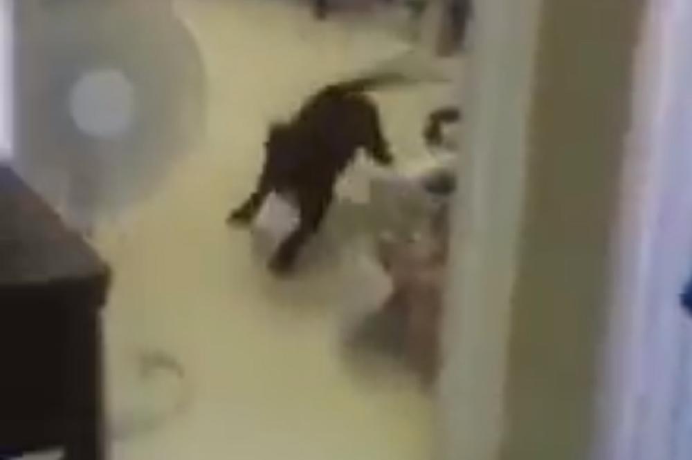 Pitbul i jazavičar su dobili štene, NJEGOV IZGLED JE RASPAMETIO SVE! (VIDEO)