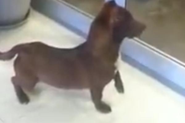 JAZAVIČAR I PITBUL SI DOBILI ŠTENE! Pokupio je sve simpatije, nećete ostati ravnodušni (VIDEO)