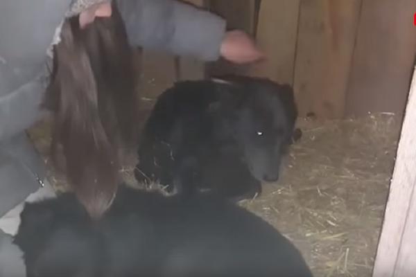 PRIČA KOJA SLAMA SRCE! Tužna istina iza priče o psu sa njuškom medveda! (VIDEO)