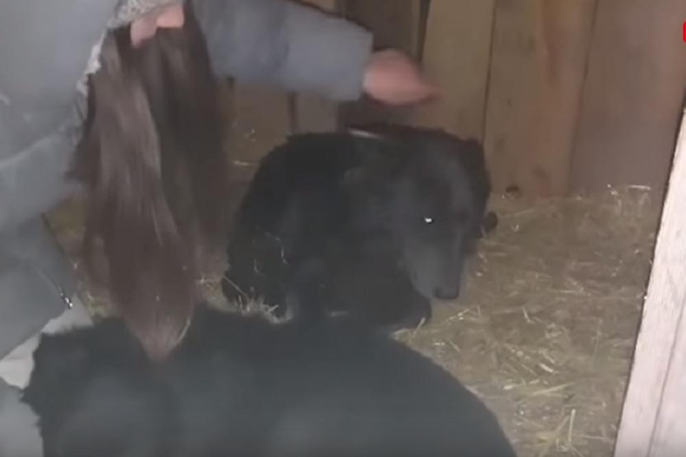 PRIČA KOJA SLAMA SRCE! Tužna istina iza priče o psu sa njuškom medveda! (VIDEO)