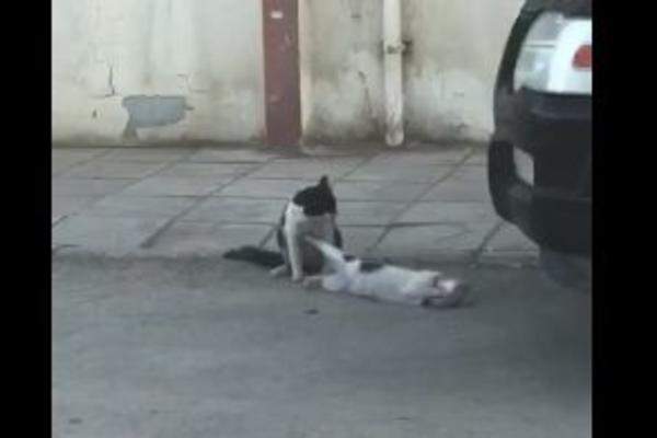 ZAISTA ŠOKANTAN SNIMAK: Mački se glava zaglavila u konzervi, a STARI MAČAK je iskoristio šansu! (VIDEO)