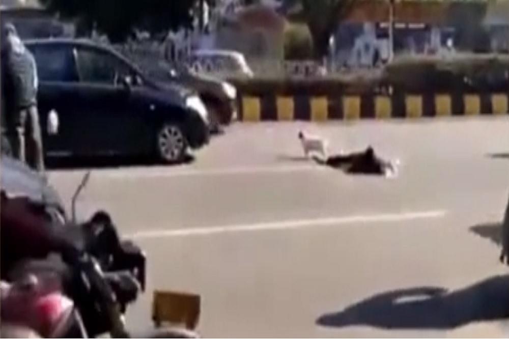 POGLEDAJTE OVOG VERNOG PSA: Neće da ostavi vlasnika kojeg je udario auto (VIDEO)