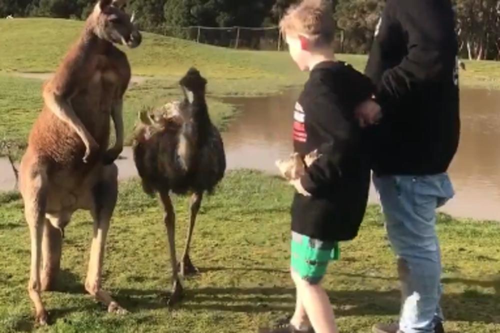 OVAJ KENGUR JE MAFIJA: Rasplakao je jadnog dečaka i njegovu porodicu! (VIDEO)