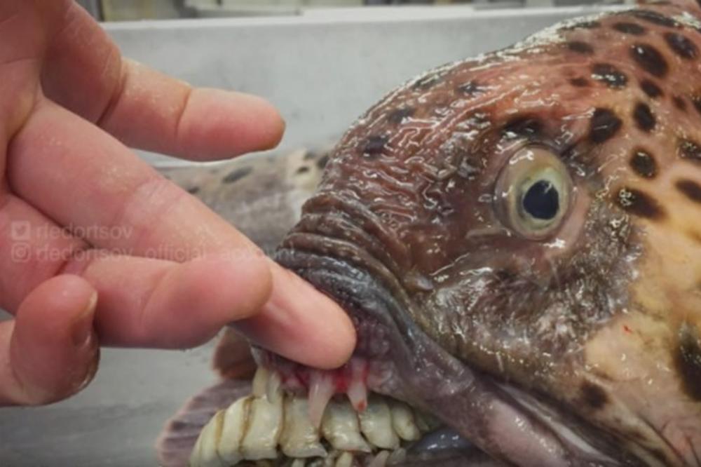 OTIŠAO JE NA PECANJE I IZVUKAO MONSTRUMA! Ceo svet ostao je u šoku kada je video slike! (FOTO)