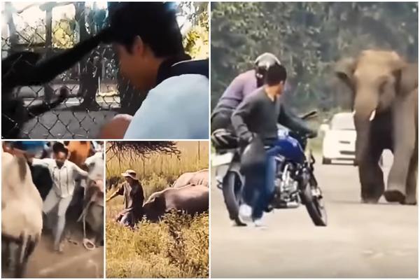 KROKODILI, NOSOROZI, JAZAVCI, MAJMUNI... Ovo su najstrašniji napadi životinja u 2017. godini! (VIDEO)