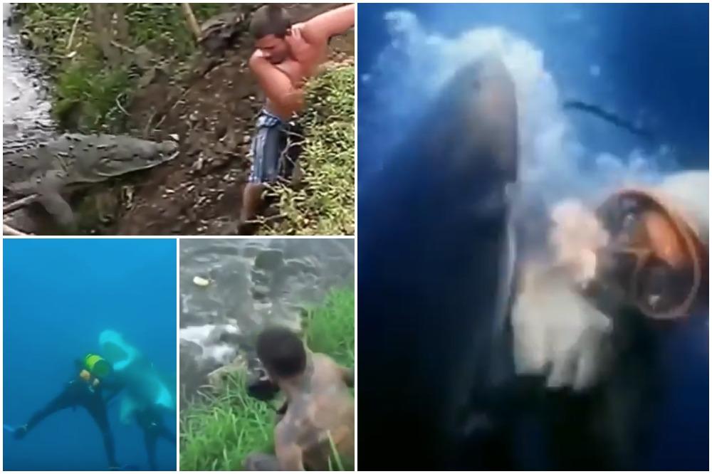 SMRT VREBA IZ DUBINE: Kad vidite ove napade VODENIH ŽIVOTINJA, nećete se više kupati! (VIDEO)