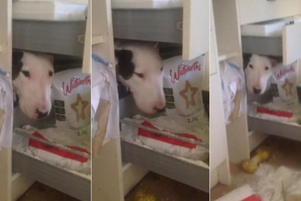 OK, DA LI NEKO MOŽE OVO DA OBJASNI?! Kako je ovaj bul terijer završio ovde, a tek njegova faca kada je shvatio da se zaglavio?! (VIDEO)