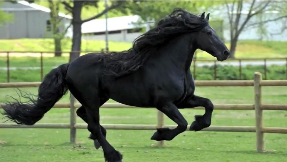 Vlasnik ovog konja parenje naplaćuje 7.500 dolara