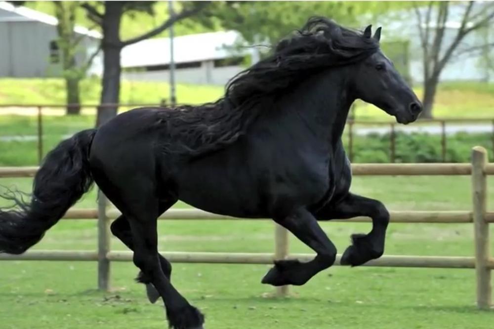 NEŠTO JEZIVO SE DEŠAVA KONJIMA U FRANCUSKOJ: Cela nacija je na nogama zbog ovog UŽASA!