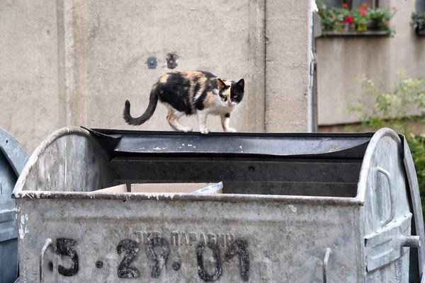 HOROR U SARAJEVU: U novogodišnjoj noći u kontejneru pronađena BEBA!