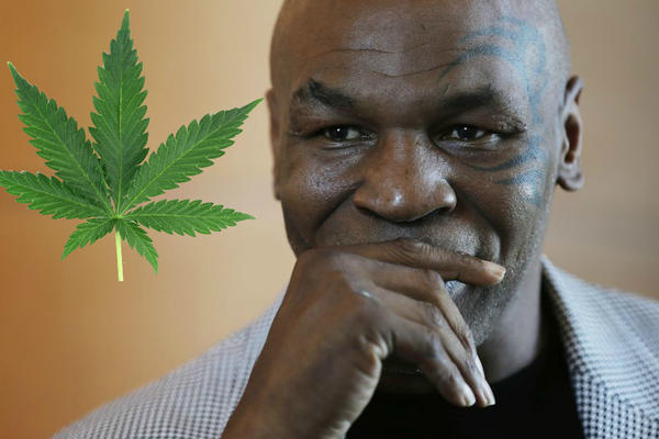 MILIONI DOLARA MU IDU U DŽEP: Carstvo marihuane Majk Tajsona!