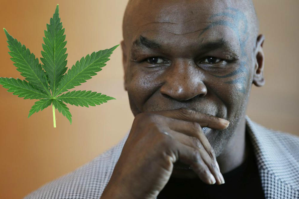 MILIONI DOLARA MU IDU U DŽEP: Carstvo marihuane Majk Tajsona!