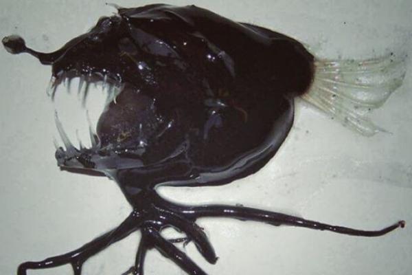 NIJE SA OVOG SVETA: Rus iz dubina Artičkog okeana izvukao MONSTRUOZNU RIBU!