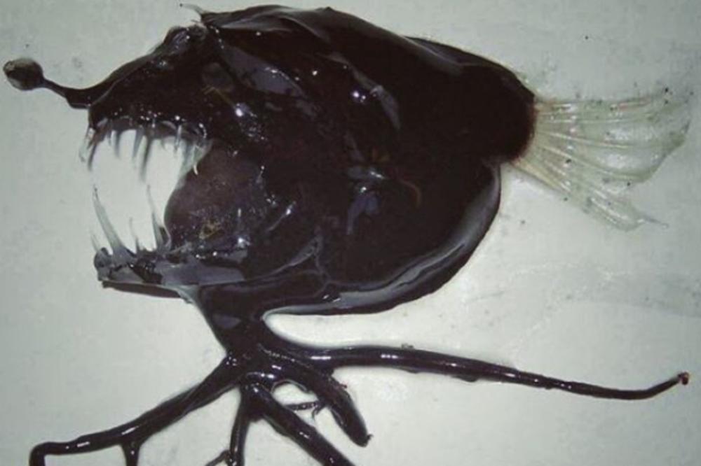 NIJE SA OVOG SVETA: Rus iz dubina Artičkog okeana izvukao MONSTRUOZNU RIBU!