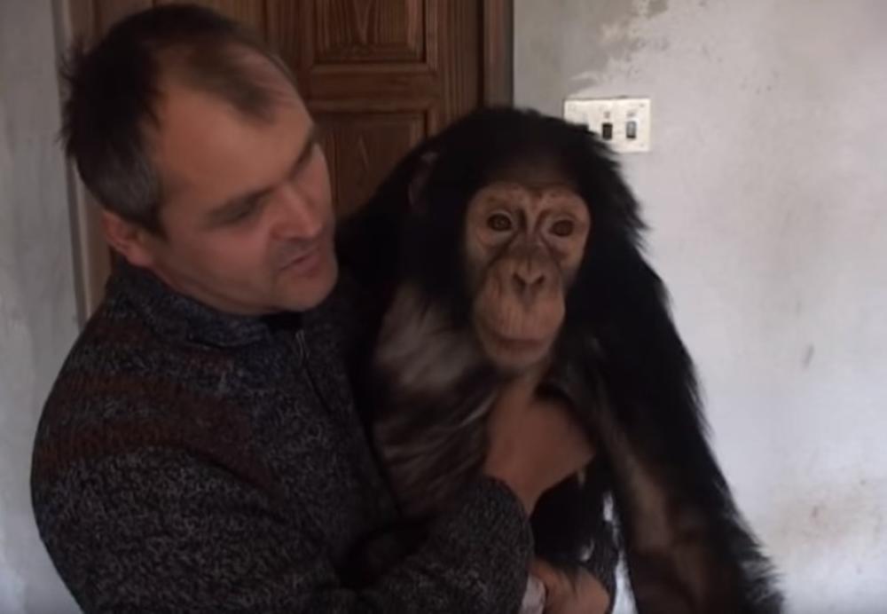 Šimpanza, Žitoradja