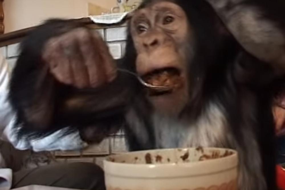 MITIĆI IZ OKOLINE ŽITORAĐE ČUVAJU NAJNEOBIČNIJEG LJUBIMCA U SRBIJI: Megi je pravi zvrk, voli da se javlja na telefon (VIDEO)