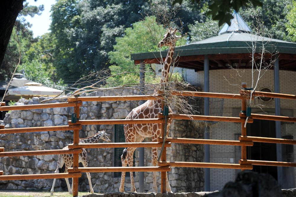 Žirafa u beogradskom Zoo vrtu