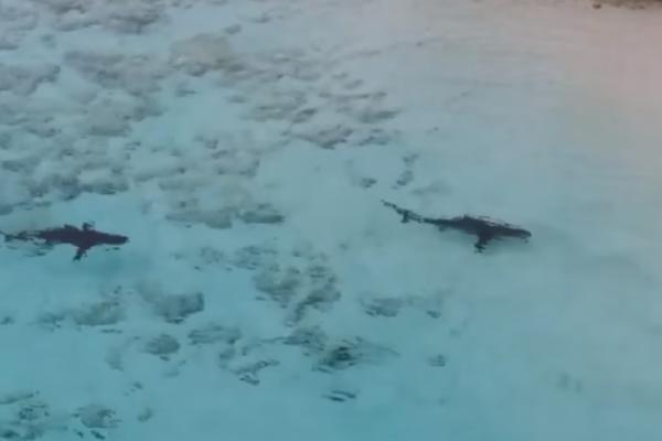 ZA DLAKU IZBEGAO STRAVIČNU SMRT: Dečak se kupao u plićaku, ne sluteći da mu se približavaju ČETIRI MORSKE ZVERI! (VIDEO)