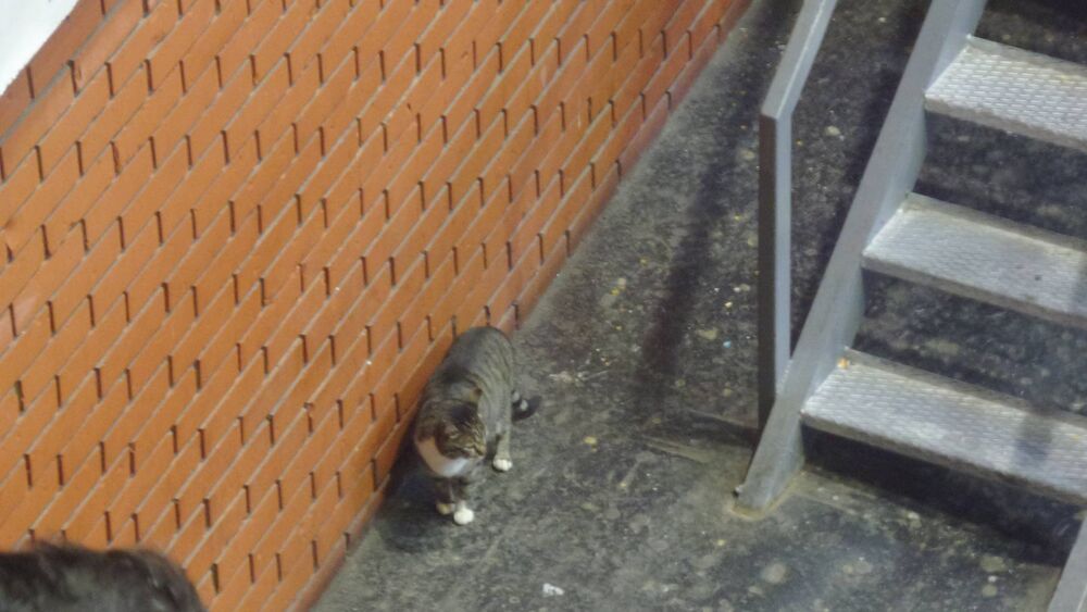 Mačka na meču Crvena zvezda Žalgiris