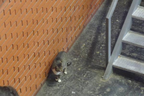 I OVE ŽIVOTINJE KAD VAM PREĐU PUT DONOSE NESREĆU, A NE SAMO MAČKA! Srbi veruju da su baš LOŠ ZNAK