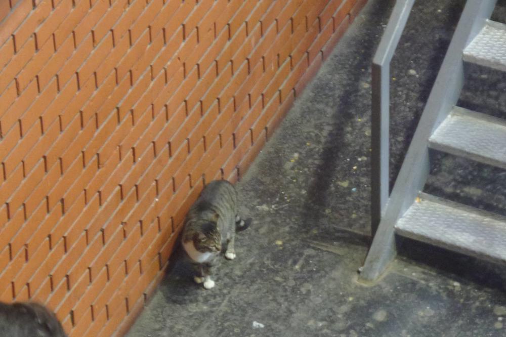 ŠIRILI LAŽNU VEST: Svi su osudili mladića koji je obesio mačku, a on ju je zapravo SPASIO! POGLEDAJTE (FOTO)