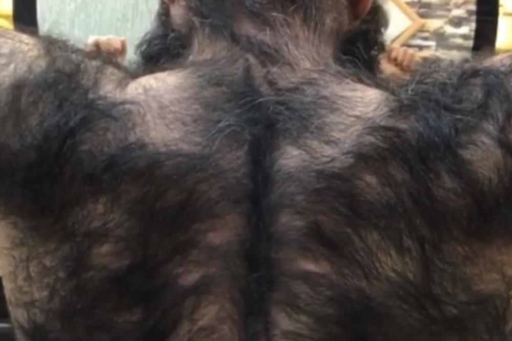 VUKODLAK IZ TURSKE: Berberin iz Dijarbakira objavio snimak koji je ŠOKIRAO SVET! (VIDEO)