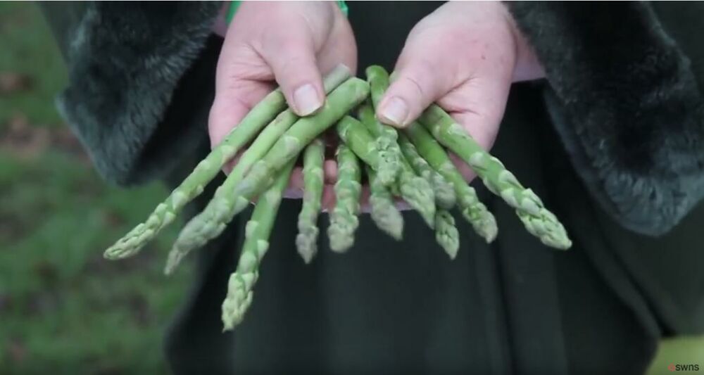 Britanka Džemima predviđa budućnost šparglama