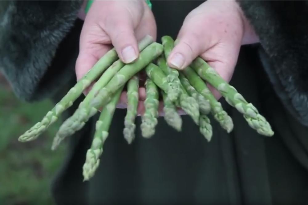 RADI SE 12 SATI, DNEVNICA 150 EVRA! Srbi odlepili za OVIM sezonskim poslom, ali postoji jedna CAKA!