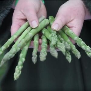 Jednom ih posadite, pa godinama bujaju kao iz vode! Da li znate koje su najdugovečnije biljke? Spisak iznenađuje