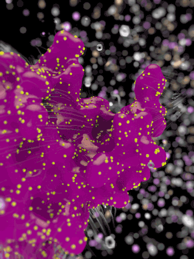 Šta se dešava sa organizmom ako jedete samo meso?