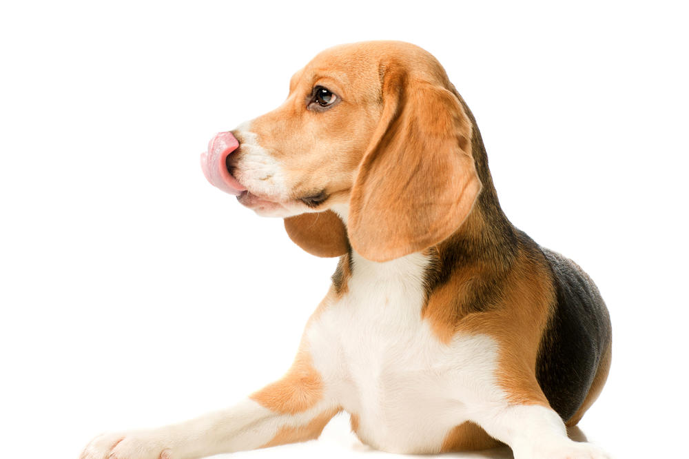 KEROVSKA MAFIJA VLADA SRBIJOM! Ovo je njihova šema, a na meti im je jedna rasa!