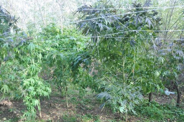 U Srbiji oko 50.000 zavisnika od droge, A SRBI SU NAJVIŠE NAVUČENI NA OVU!