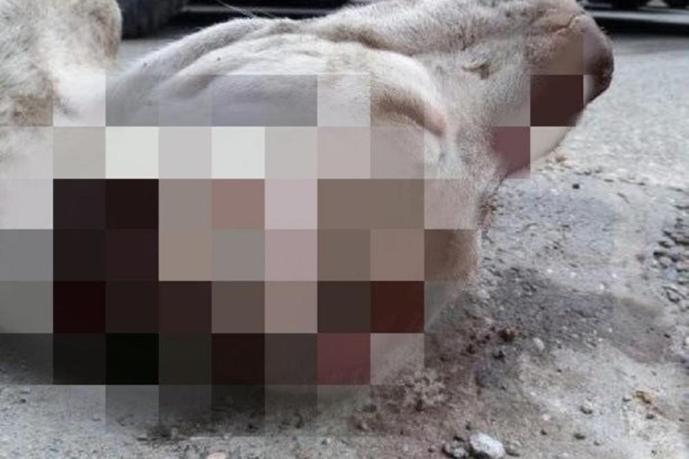 NAĐENA RASKOMADANA ŽIVOTINJA U OBRENOVCU: A zbog plavog znaka na njoj sumnja se da je posredi NAJVEĆI HOROR U SRBIJI! (18+)